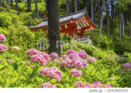 満開の紫陽花が美しい三室戸寺(京都府宇治市莵道滋賀谷) 満開の紫陽花が美しい三室戸寺(京都府宇治市莵道滋賀谷) 104360258