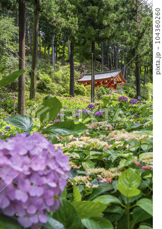 満開の紫陽花が美しい三室戸寺（京都府宇治市莵道滋賀谷） 104360260