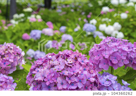 満開の紫陽花が美しい三室戸寺（京都府宇治市莵道滋賀谷） 104360262
