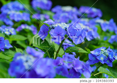マクロレンズでガクアジサイの自然美に迫る マクロレンズでガクアジサイの自然美に迫る 104360393