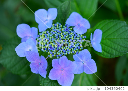 マクロレンズでガクアジサイの自然美に迫る 104360402