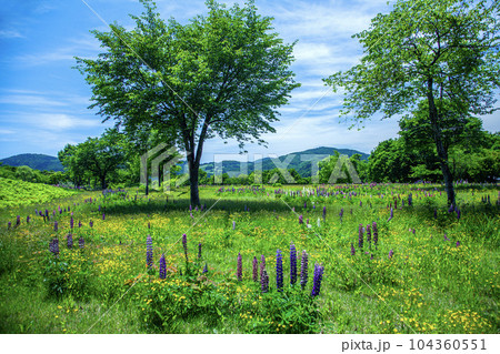 夏の月山弓張平公園 104360551