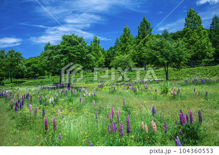 夏の月山弓張平公園 夏の月山弓張平公園 104360553
