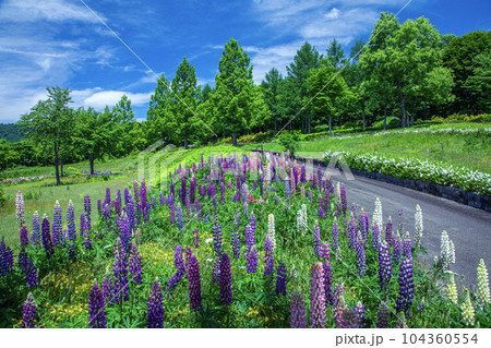 夏の月山弓張平公園 夏の月山弓張平公園 104360554