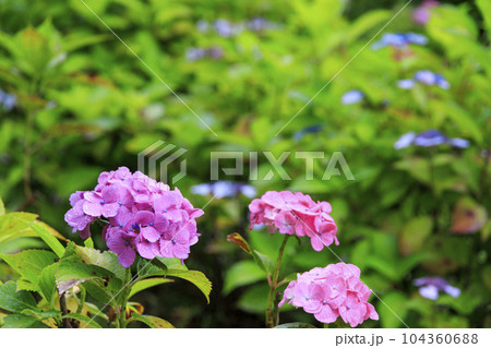 小雨降る弥勒寺満開のあじさい園 小雨降る弥勒寺満開のあじさい園 104360688