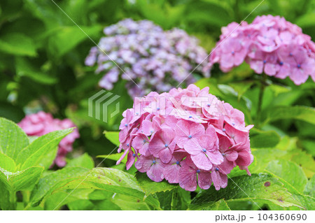 小雨降る弥勒寺満開のあじさい園 小雨降る弥勒寺満開のあじさい園 104360690