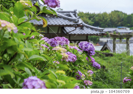 小雨降る弥勒寺満開のあじさい園 104360709