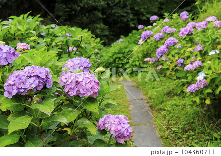 小雨降る弥勒寺満開のあじさい園 小雨降る弥勒寺満開のあじさい園 104360711