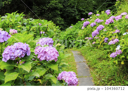 小雨降る弥勒寺満開のあじさい園 小雨降る弥勒寺満開のあじさい園 104360712