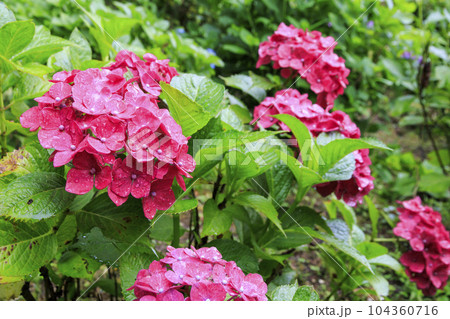 小雨降る弥勒寺満開のあじさい園 104360716