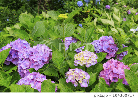 小雨降る弥勒寺満開のあじさい園 小雨降る弥勒寺満開のあじさい園 104360717