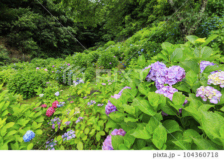 小雨降る弥勒寺満開のあじさい園 小雨降る弥勒寺満開のあじさい園 104360718