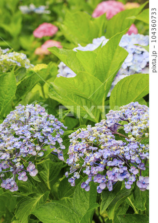 小雨降る弥勒寺満開のあじさい園 小雨降る弥勒寺満開のあじさい園 104360733