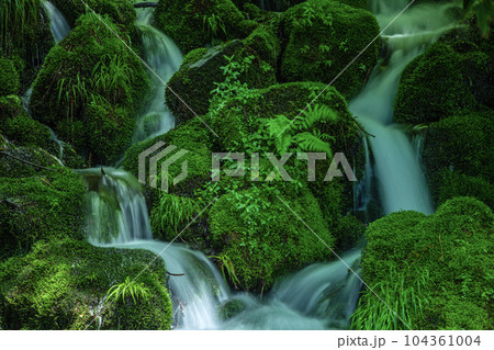 苔むす岩 苔むす岩 104361004