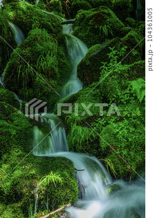 苔むす岩 104361005