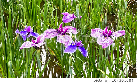 東京 葛飾 堀切菖蒲園のしょうぶ 104361084