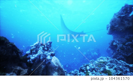 serene beauty of a manta ray flying over a vibrant coral reef in a tropical sea 104361570
