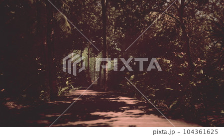 brightness of the jungle is highlighted by a winding wooden path brightness of the jungle is highlighted by a winding wooden path 104361625