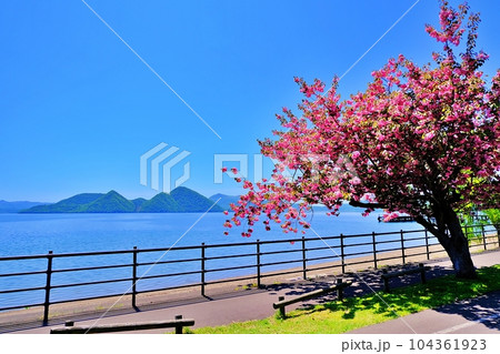 北海道 洞爺湖の桜 北海道 洞爺湖の桜 104361923