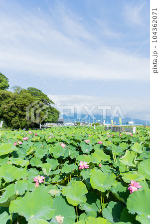 愛知県愛西市　森川　はす田　青空 104362071
