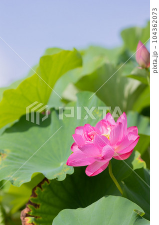 愛知県愛西市 森川 はす田 蓮の花 青空 愛知県愛西市 森川 はす田 蓮の花 青空 104362073