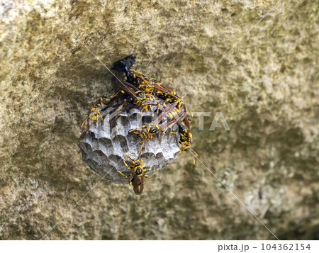 一匹のキアシナガバチが10匹くらいまで増えたハチの巣作り 104362154