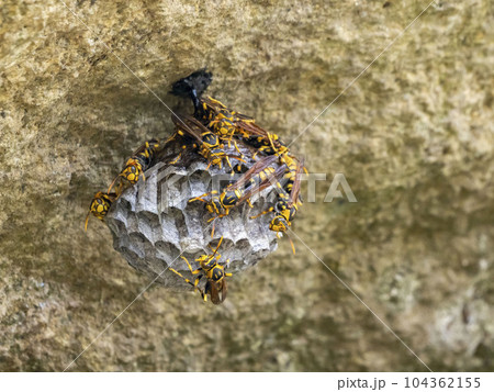 一匹のキアシナガバチが10匹くらいまで増えたハチの巣作り 一匹のキアシナガバチが10匹くらいまで増えたハチの巣作り 104362155