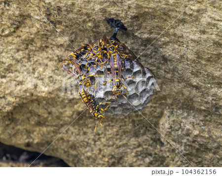 一匹のキアシナガバチが10匹くらいまで増えたハチの巣作り 104362156
