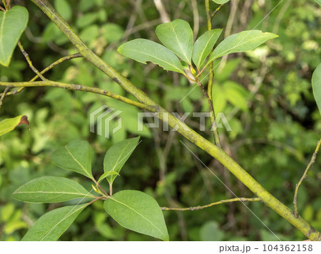 高級楊枝の材料になるクロモジの枝 高級楊枝の材料になるクロモジの枝 104362158