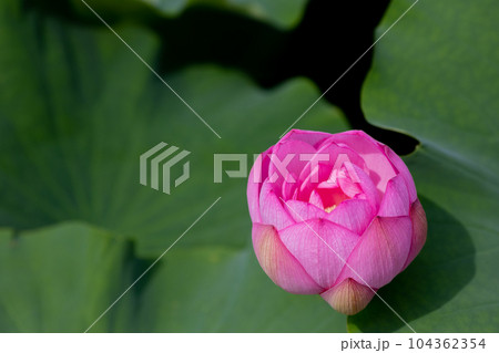 森川はす田 蓮の花 愛知県愛西市 森川はす田 蓮の花 愛知県愛西市 104362354