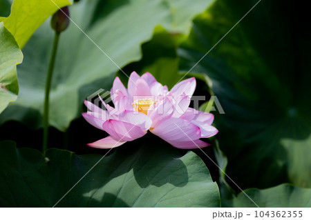 森川はす田 蓮の花 愛知県愛西市 森川はす田 蓮の花 愛知県愛西市 104362355