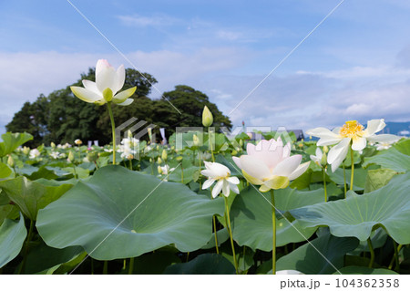 森川はす田 青空と蓮の花 愛知県愛西市 森川はす田 青空と蓮の花 愛知県愛西市 104362358