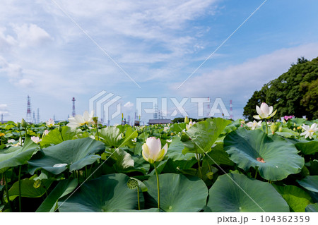 森川はす田　青空と蓮の花　愛知県愛西市 104362359