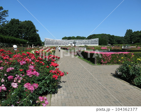 春バラが咲く5月の神代植物公園(ばら園) 春バラが咲く5月の神代植物公園(ばら園) 104362377