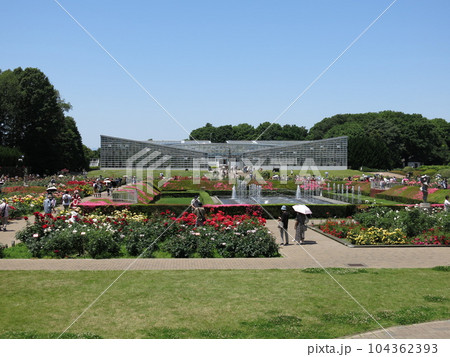 春バラが咲く5月の神代植物公園（ばら園） 104362393