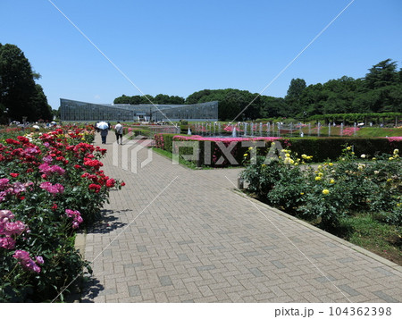 春バラが咲く5月の神代植物公園(ばら園) 春バラが咲く5月の神代植物公園(ばら園) 104362398
