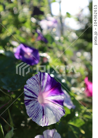 江戸風情朝顔のおしゃれな花びら 104362615