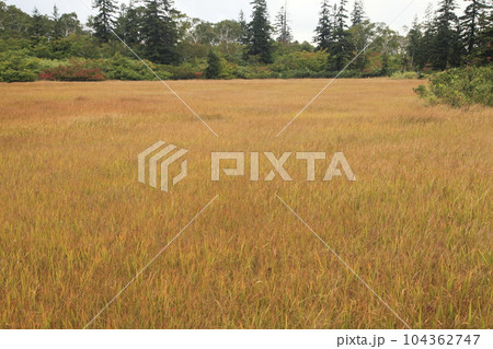 神仙沼に隣接する一面の草黄葉 104362747