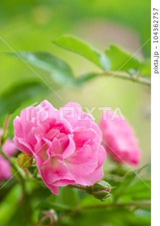 美しく咲く バラ 美しく咲く バラ 104362757