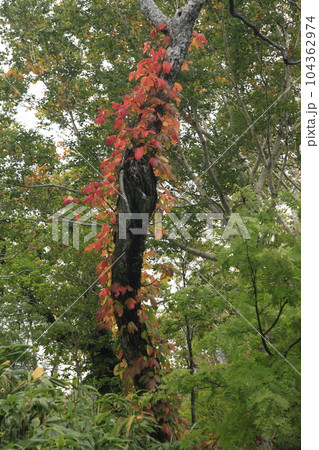 紅葉のつたをまとった木 紅葉のつたをまとった木 104362974