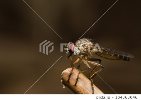 Macro photo of Robber fly (Holcocephala fusca) with blurred background, found in the wild Macro photo of Robber fly (Holcocephala fusca) with blurred background, found in the wild 104363046