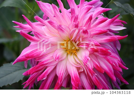 咲き方が多種で飽きのこないダリアの花ー弐 104363118