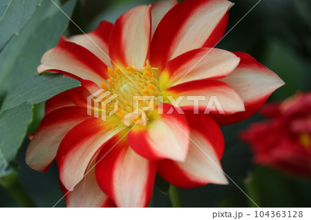 二色咲きの華やかなダリアの花ー壱 二色咲きの華やかなダリアの花ー壱 104363128