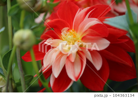 二色咲きの華やかなダリアの花ー七 104363134