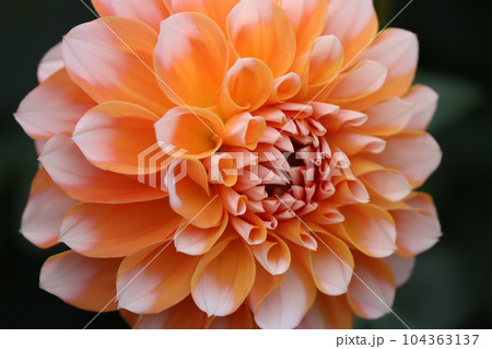 爽やかさを感じる二色咲きのダリアの花ー弐 爽やかさを感じる二色咲きのダリアの花ー弐 104363137