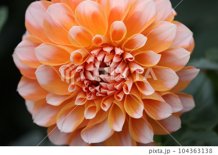 爽やかさを感じる二色咲きのダリアの花ー参 爽やかさを感じる二色咲きのダリアの花ー参 104363138