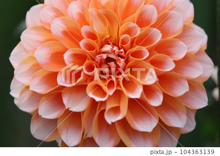 爽やかさを感じる二色咲きのダリアの花ー四 爽やかさを感じる二色咲きのダリアの花ー四 104363139