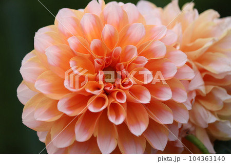 爽やかさを感じる二色咲きのダリアの花ー五 104363140