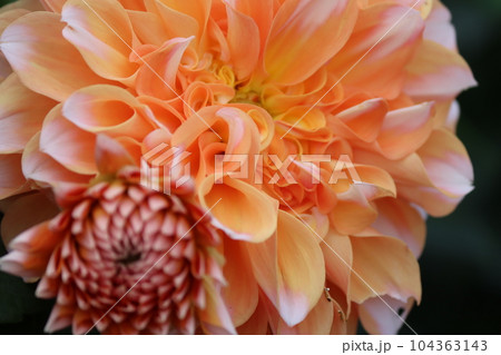 爽やかさを感じる二色咲きのダリアの花ー八 爽やかさを感じる二色咲きのダリアの花ー八 104363143