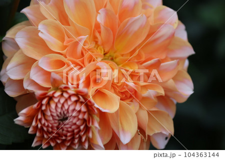 爽やかさを感じる二色咲きのダリアの花ー九 104363144